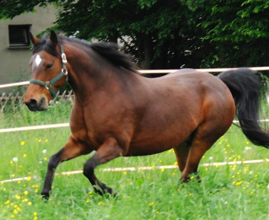 Kinzighausen Golden Pearl